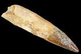 Rooted Spinosaurus Tooth - Real Dinosaur Tooth #106770-1